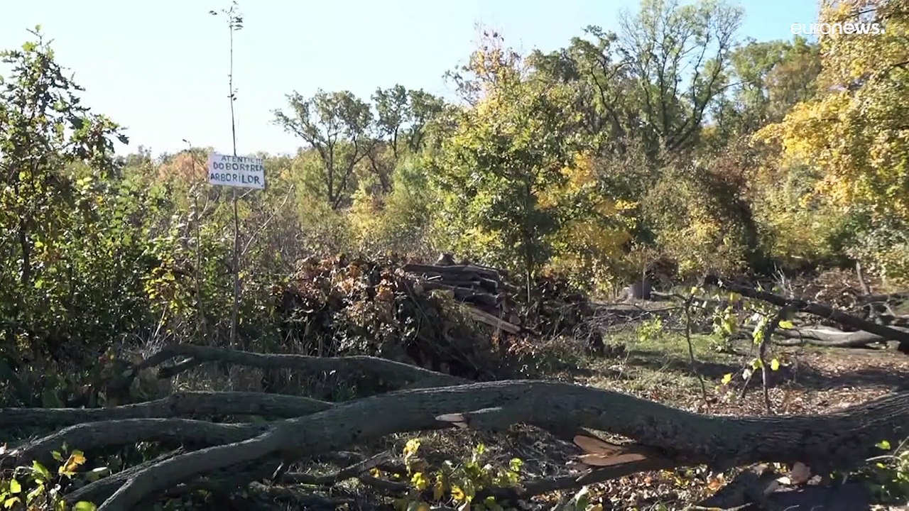 Feuerholz-Preise in Moldawien steigen rasant