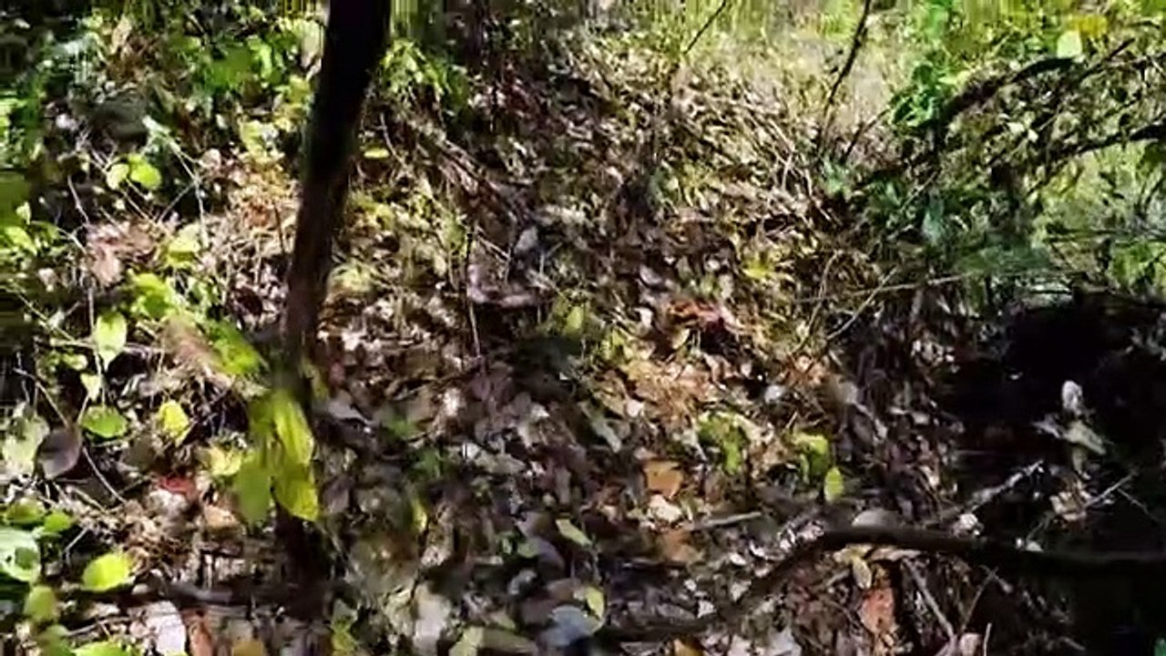 Treasure Island with Bear Grylls - Se1 - Ep05 HD Watch HD Deutsch