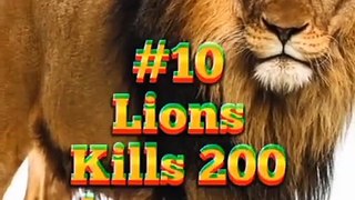 Top 10 World's Most Dangerous Animals