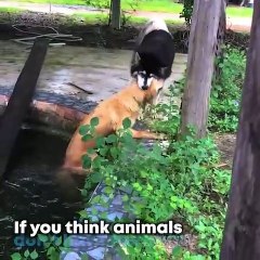 Husky Helps Stranded Doggy Friend Out Of Pond. 