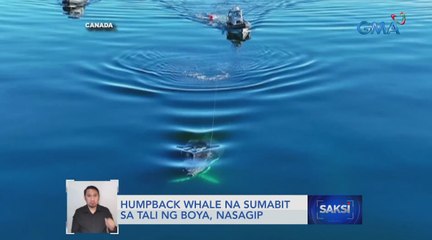 Humpback whale na sumabit sa tali ng boya, nasagip | Saksi