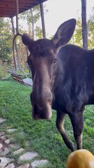 L'orignal mange de la main de l'homme - Buzz Buddy