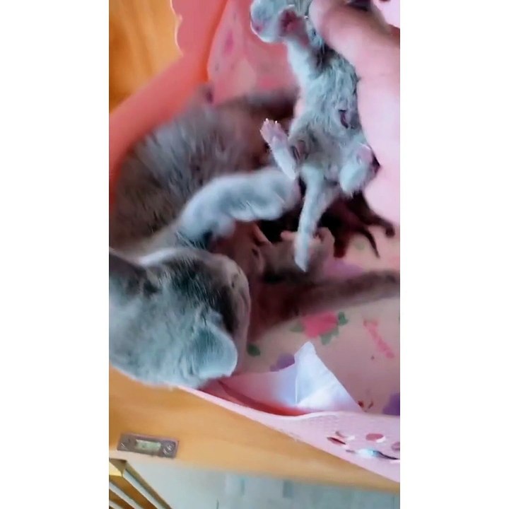 Why cat is so cute #CAT
