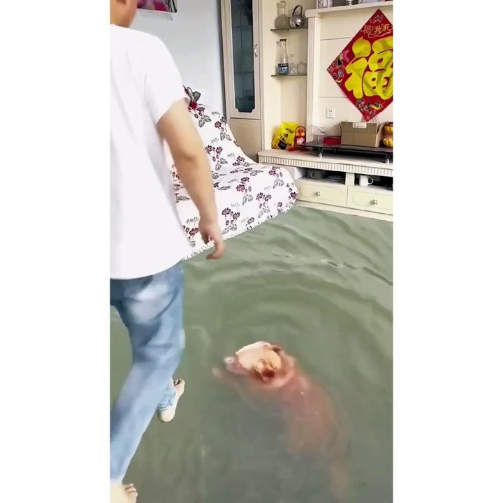 how dog swim in room