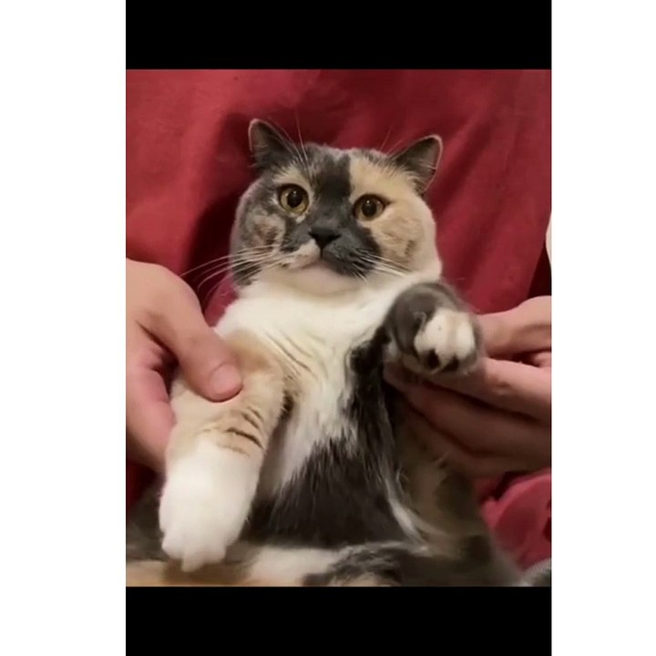 MY CAT WAS FUNNIEST EVER
