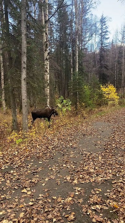 Orignal camo d'Alaska - Buzz Buddy