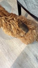 Le chien revient avec un bébé opossum ringtail sur le dos - Buzz Buddy