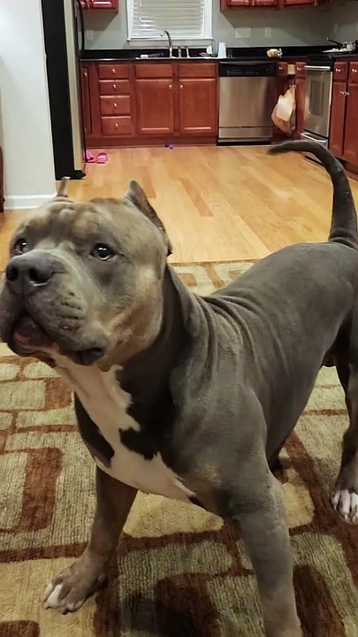 Les sols sont un peu trop glissants pour que boosie joue à chercher - Buzz Buddy