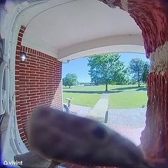 Le serpent ratier gris dit bonjour à travers la caméra de la sonnette - Buzz Buddy