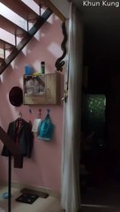 Snake entre dans la maison et effraie les résidents - Buzz Buddy