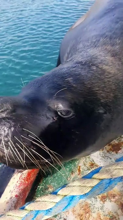 Coconut l'otarie mâle saute dans un bateau pour attirer l'attention - Buzz Buddy