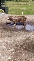 Un chien boueux heureux roule autour de - Buzz Buddy