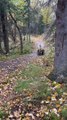 Holly l'ours blond lookin chonky sur la piste dans le parc national de katmai - Buzz Buddy