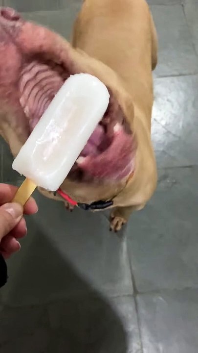 Athena le chien dévore tout le popsicle - Buzz Buddy