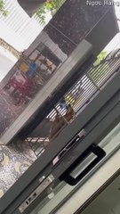 Un chien intelligent ouvre la porte - Buzz Buddy