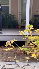 La réunion des écureuils a mal tourné - Buzz Buddy