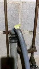 Frog fait un tour sur le tuyau de la laveuse - Buzz Buddy