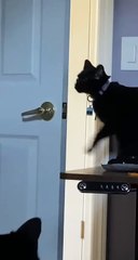 Un chat intelligent s'échappe - Buzz Buddy