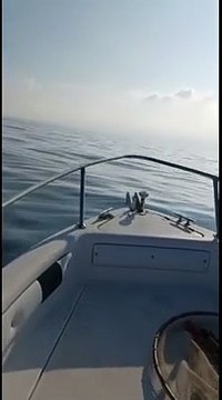 I delfini danno spettacolo e poi giocano con una... tartaruga nel golfo di Lamezia