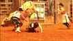 Moo, Kids Cow Videos, Bull Riding, Cow Moo And Bull Sound For Kids #bullriding