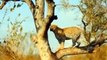 Too Brutal! Crazy Baboons Chase, Attack Mother Leopard And Kill Cub - Leopard Vs Baboons