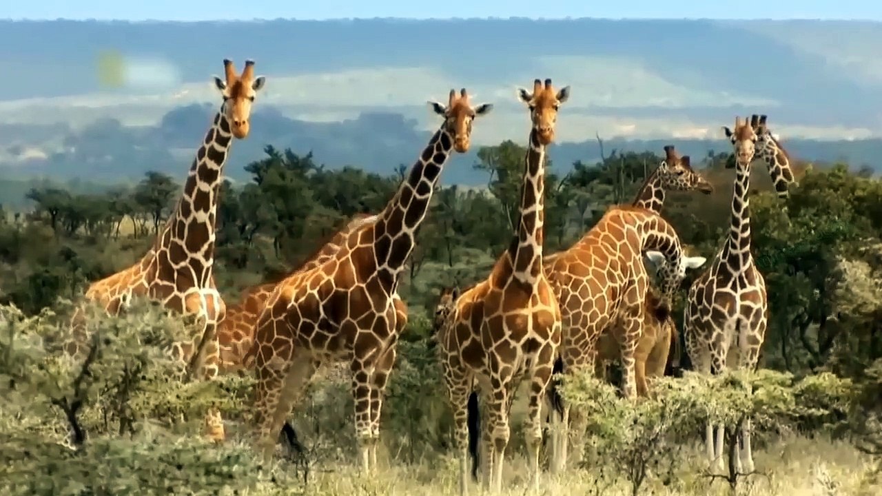 OMG... Mother giraffe brave attack Hyenas and Lion to save her baby's