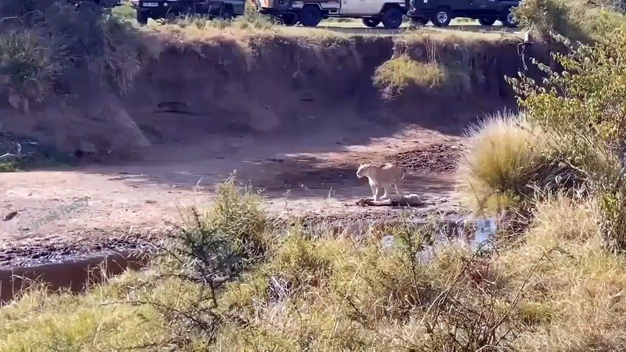 OMG. Brave Giraffe Bit, Kicked The lion's Mouth To Escape Unexpectedly