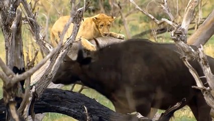 Horror... Angry Mother Buffalo Attack Lion To Save Her Calf - Buffalo Vs Lion