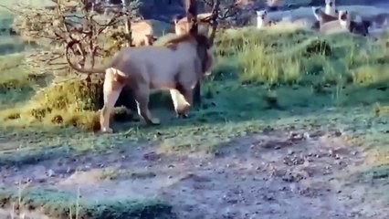 God Epiphany Help Mother Giraffe Fight Hyena And Lion To Save Her Baby - Giraffe Vs Hyenas, Lion