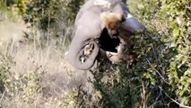 Lion Has Fallen Before Crazy Attack Of Mother Elephant - The Heroic Mother Elephant Protect Her Calf