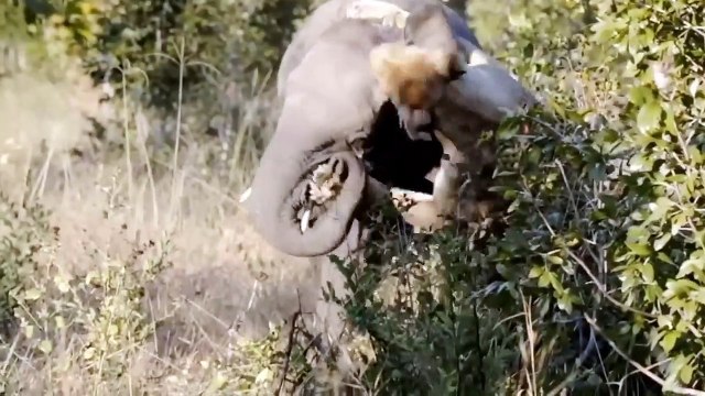 Lion Has Fallen Before Crazy Attack Of Mother Elephant - The Heroic Mother Elephant Protect Her Calf