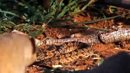 Unbelievable! Ostrich Relies On This Way To Save Its Family Miraculously From Death From Cheetah