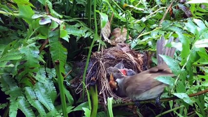 So Lucky! Mother Bird Came Back In Time To Fight Back The Venomous Snake After It Bit Baby Bird