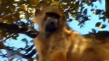 Mother Lion Is In Pain When She Sees Her Baby Being taken Away By Baboons, Baboon Is Avenged By Lion