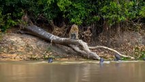 Aghast! Angry Giant Otter Bites Jaguar's Head To Save Its Block - Jaguar Vs Otter