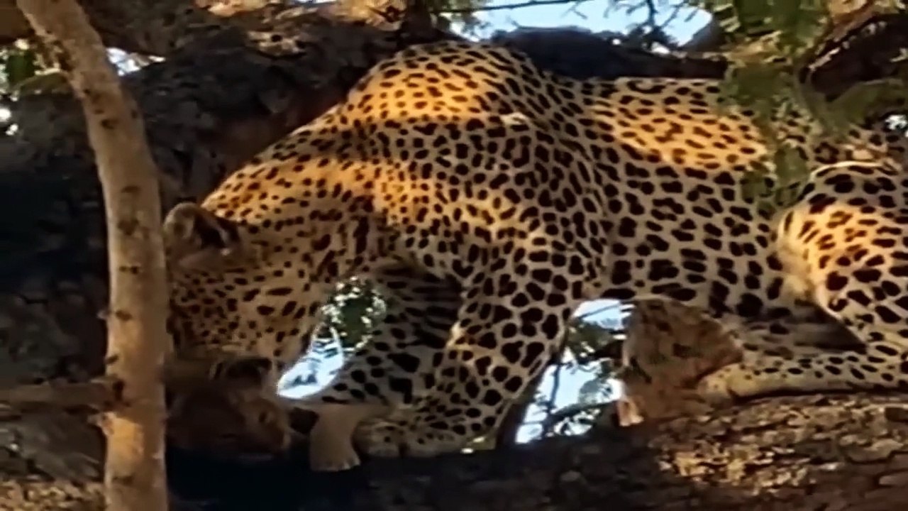 So Surprised! Lion Steals Leopard's Prey And Leopard's Tearful Revenge - Lion Vs Leopard