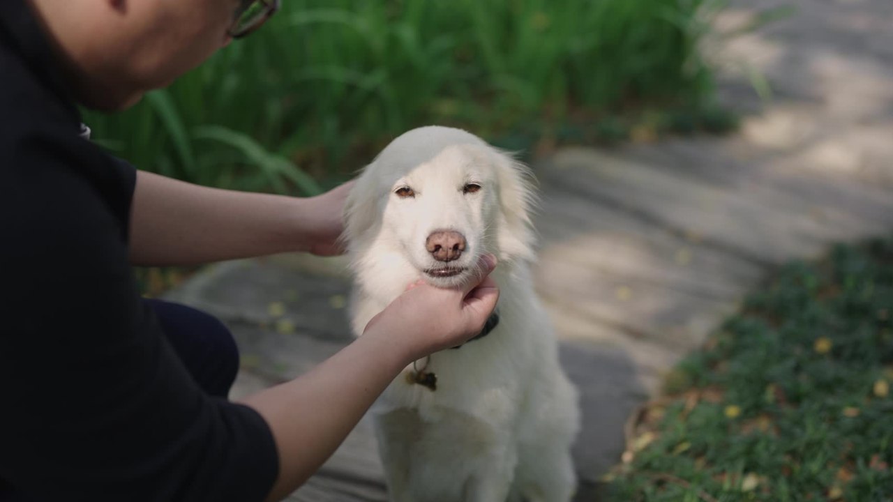 This is what your dog breed says about your personality