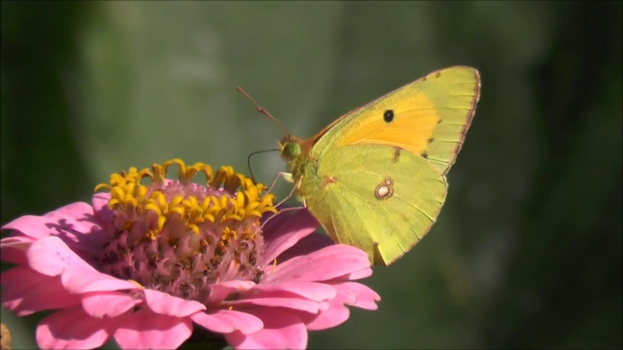Hewan cantik di dunia - kadal, jangkrik, kepiting, kodok, ular, ikan - suara binatang