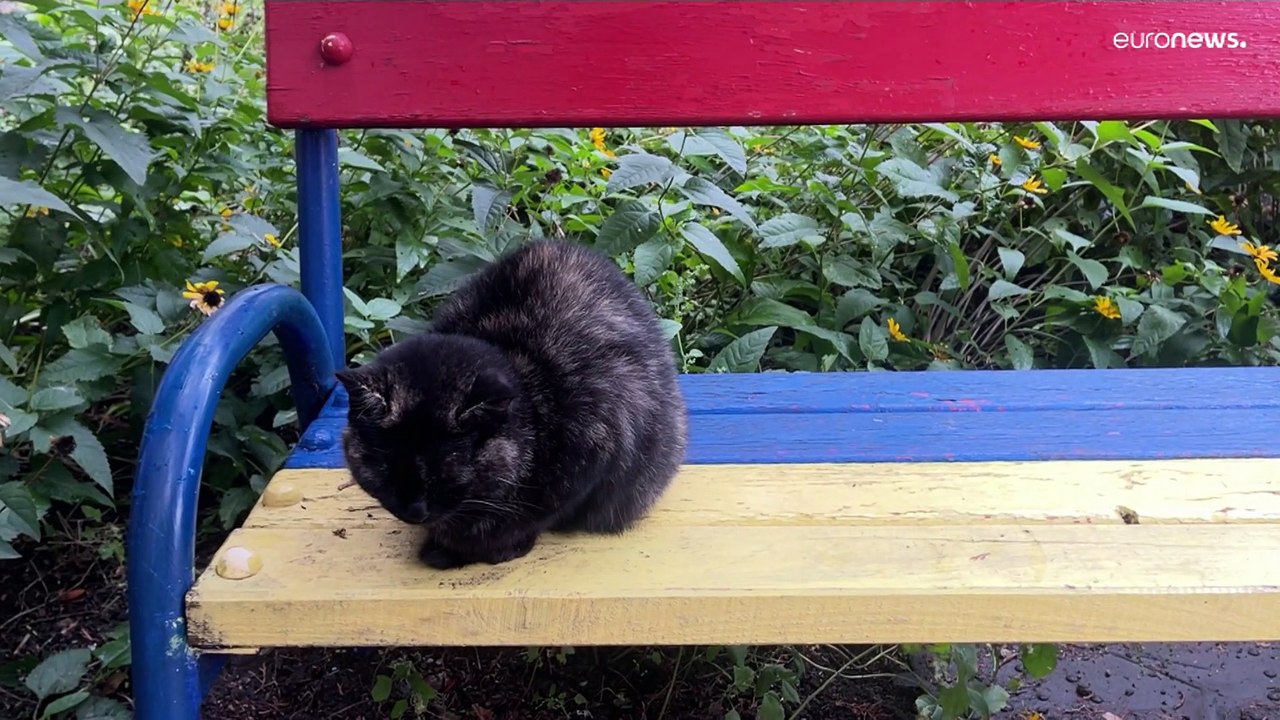 Geschichten aus Irpin und Butscha: Die 'Straße des Friedens'