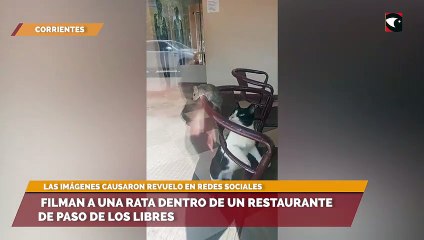 Filman a una rata dentro de un restaurante de Paso de los Libres