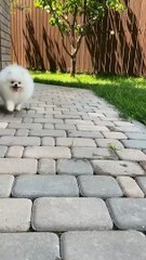 aww so cute so cutest animal dog jarmani safari dog