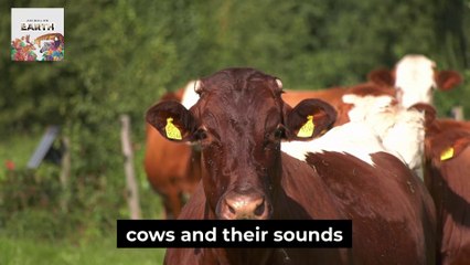 Animal In Farm and Recognize Their Voices