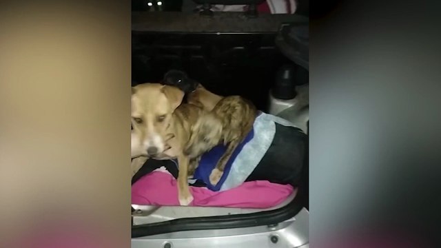 Proprietários de hotel para cães resgatam cachorrinhos abandonados em estrada rural