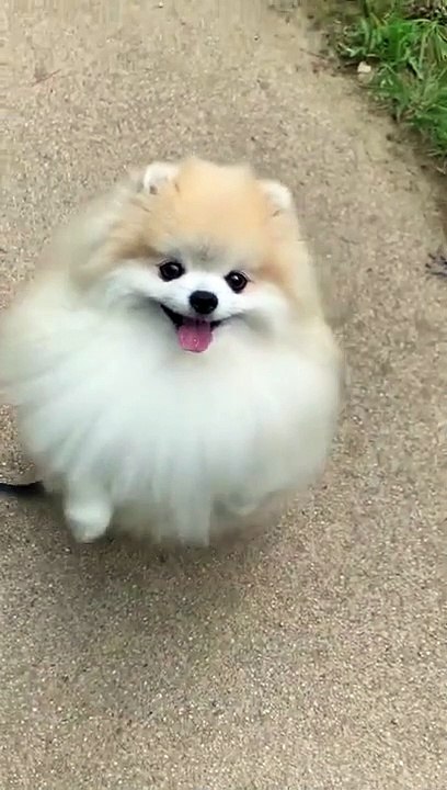 cute @dog