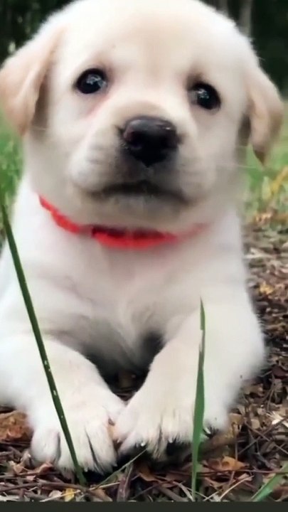 cute dog