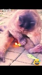 Monkey with fire so funny comedy 188181_33f5295f_1665848803273_just_compressed