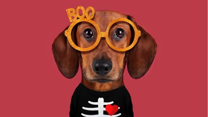 These are the biggest dangers for your pet this Halloween