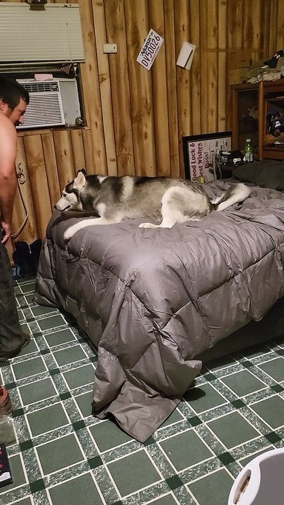 Husky's Nighttime Ritual