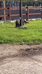 Happy Muddy Dog Rolls Around