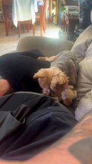 Yorkie Hates Farts